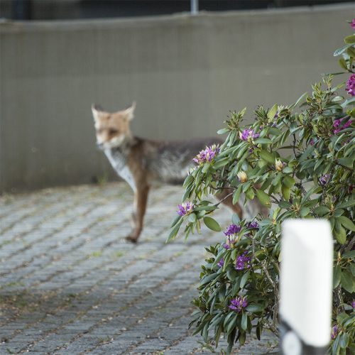 fuchs