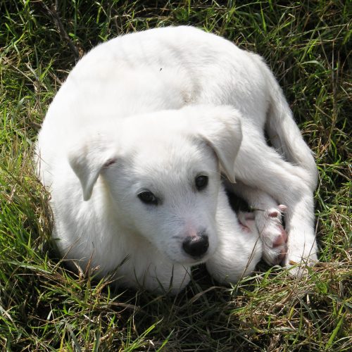 hund
