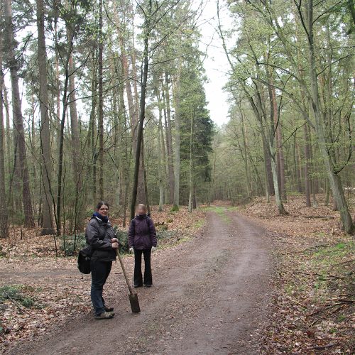 im wald