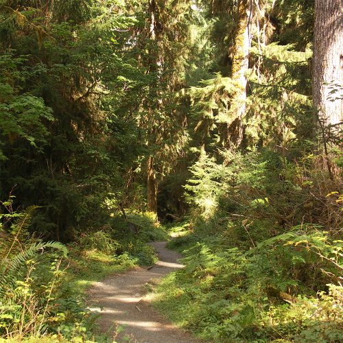 magical forest