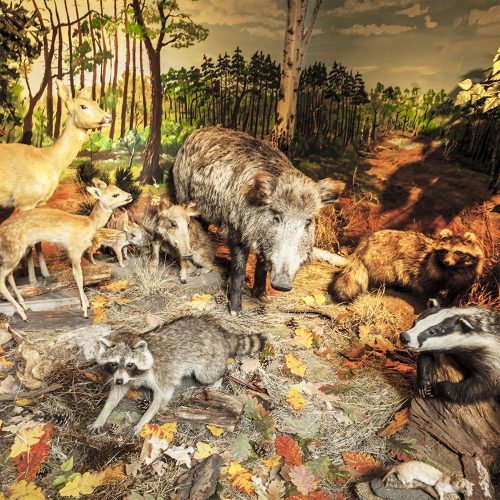 tiere
