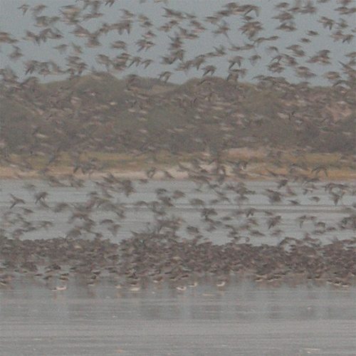 vögel