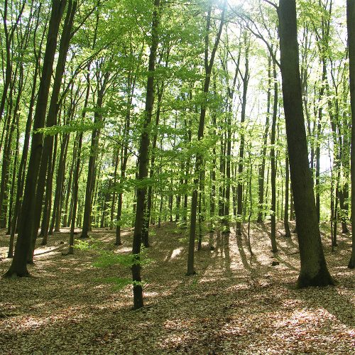 wald eb